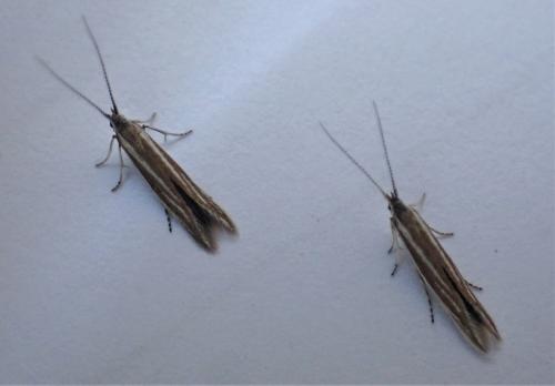 Coleophora saponariella