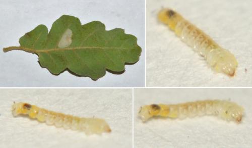 Réf. 308 063 : Phyllonorycter sp.