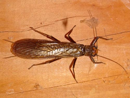 Perla marginata