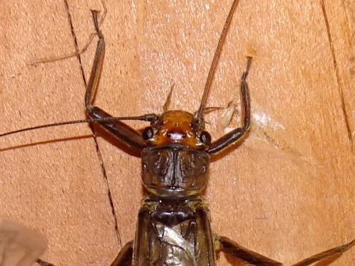 Perla marginata