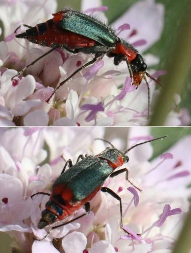 Réf. 308 043 : Clanoptilus marginellus