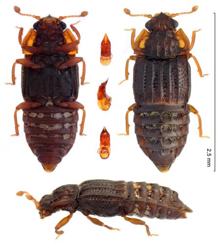Réf. 308 359 : Micropeplus fulvus