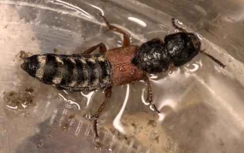 Réf. 308 138 : Platydracus sp.