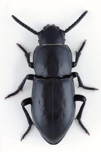 Dailognatha cylindritarsis