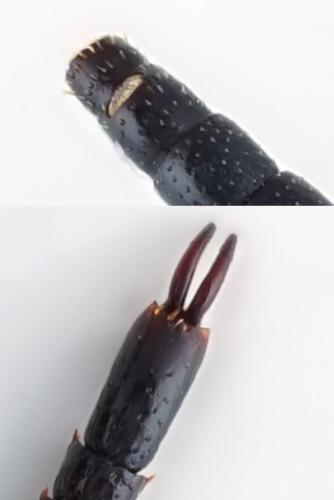 Dailognatha cylindritarsis