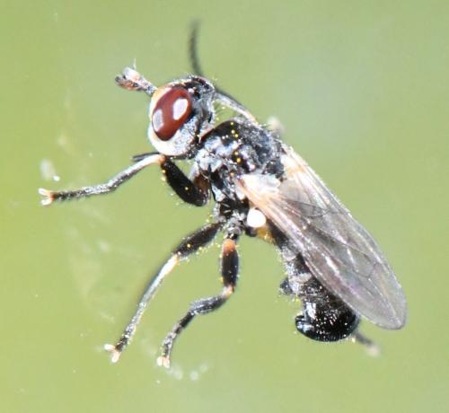 Thecophora sp.
