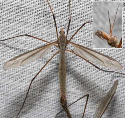 Tipula oleracea