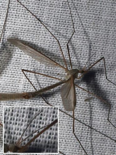 Tipula oleracea