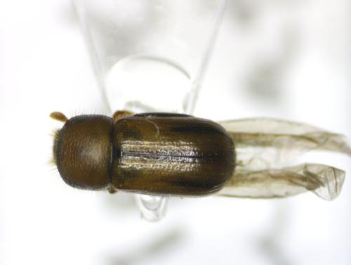 Réf. 308 077 : Scolytinae inconnu