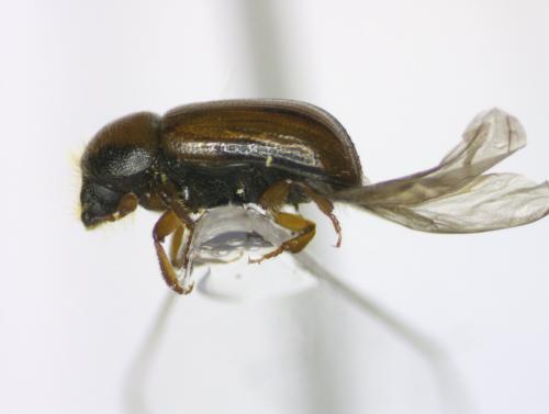 Réf. 308 078 : Scolytinae inconnu
