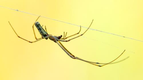 Tetragnatha nigrita