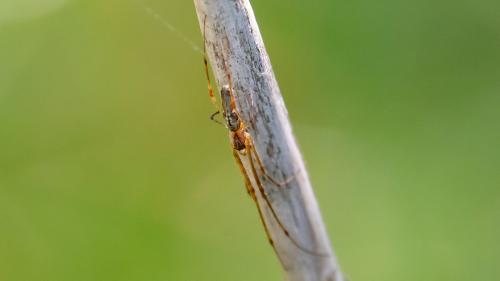 Tetragnatha nigrita