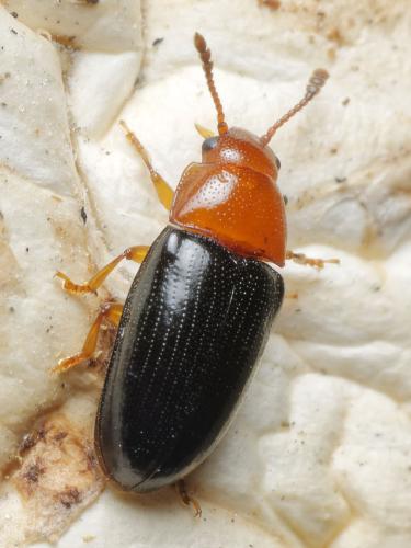 Réf. 308 047 : Triplax lacordairii