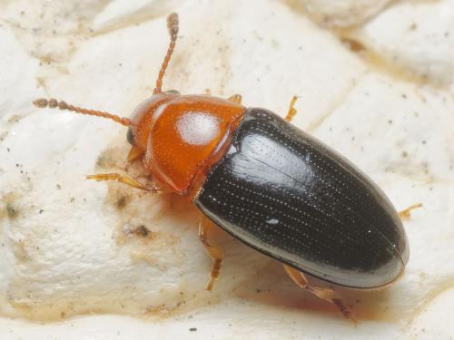 Réf. 308 046 : Triplax lacordairii