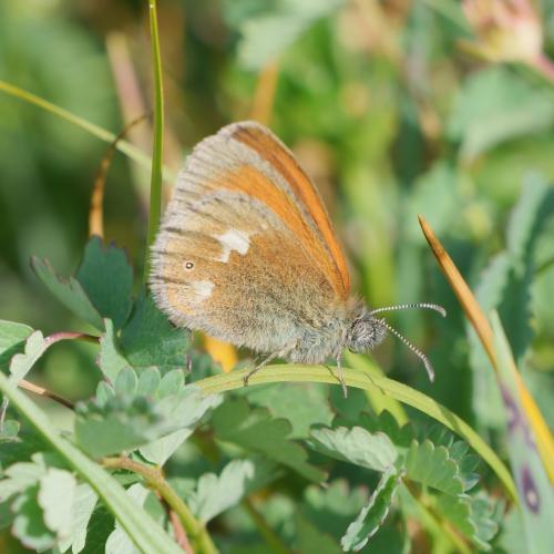 Réf. 308 890 : Coenonympha glycerion