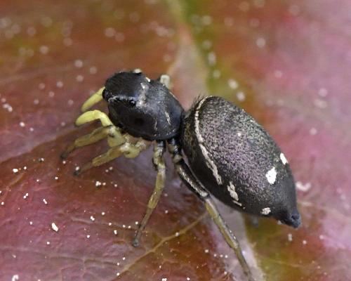 Réf. 308 023 : Heliophanus cupreus