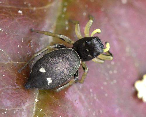 Heliophanus cupreus