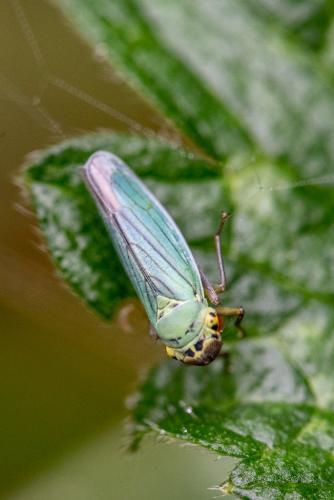 Réf. 308 006 : Cicadella viridis