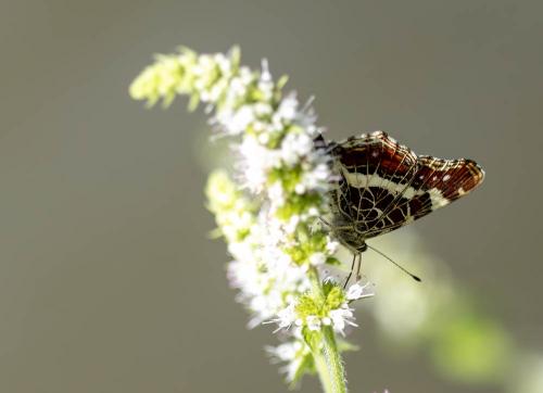 Araschnia levana