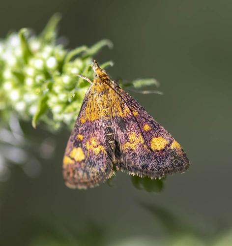 Réf. 308 239 : Pyrausta aurata