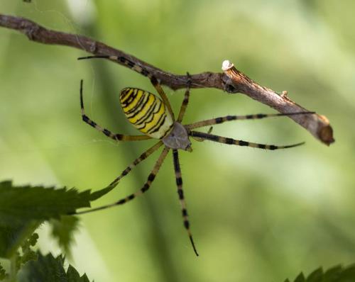 Réf. 308 242 : Argiope bruennichi