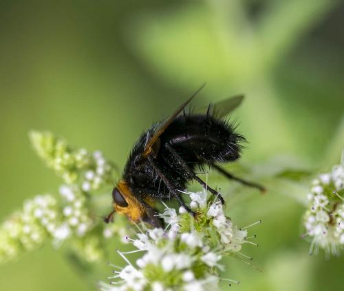 Réf. 308 253 : Tachina grossa