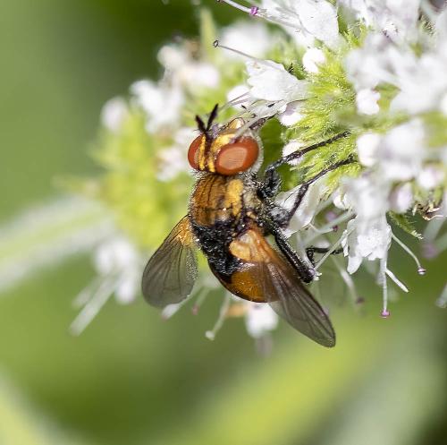 Gymnosoma sp.