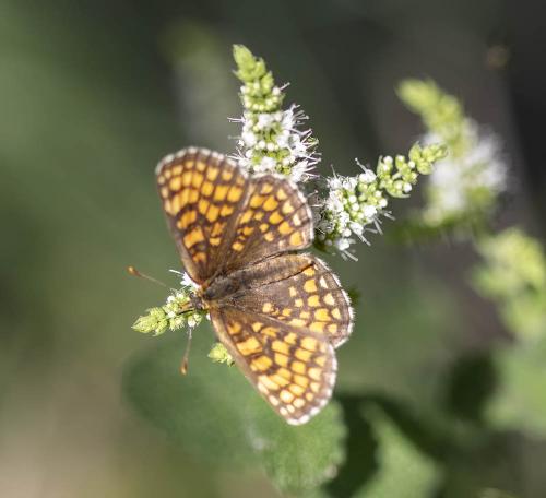 Melitaea sp.