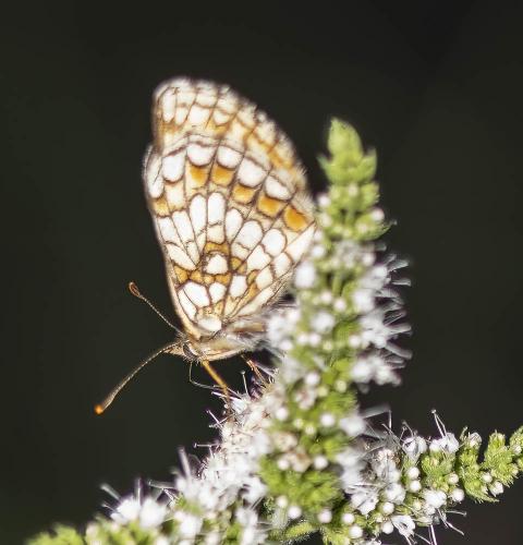 Melitaea sp.