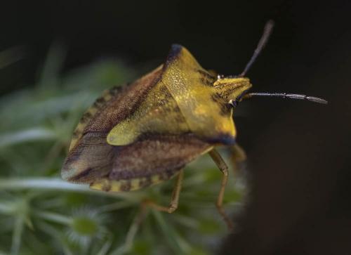 Carpocoris mediterraneus atlanticus