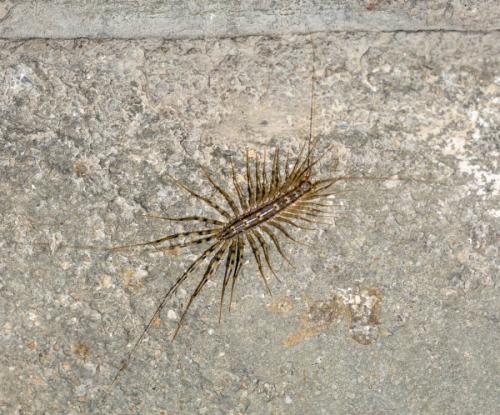 Réf. 308 321 : Scutigera coleoptrata