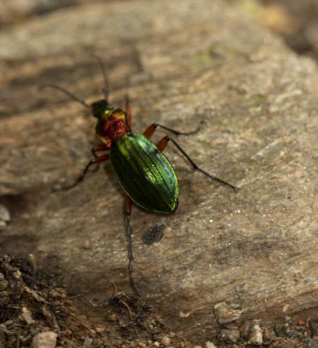 Réf. 308 552 : Carabus auronitens