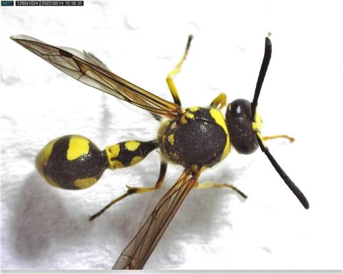 Eumenes sp.