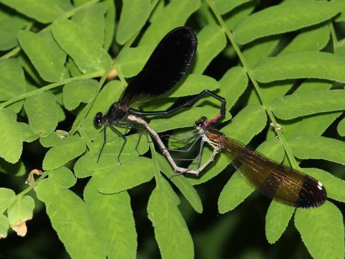 Calopteryx haemorrhoidalis