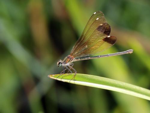 Calopteryx haemorrhoidalis