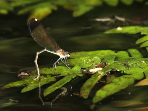 Calopteryx haemorrhoidalis