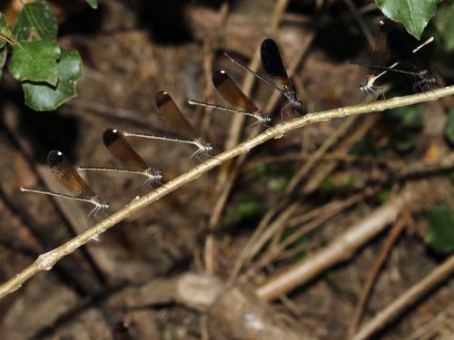 Calopteryx haemorrhoidalis