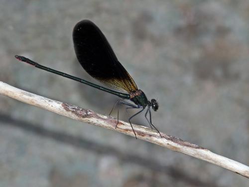 Calopteryx haemorrhoidalis