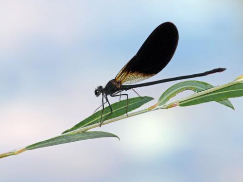 Calopteryx haemorrhoidalis
