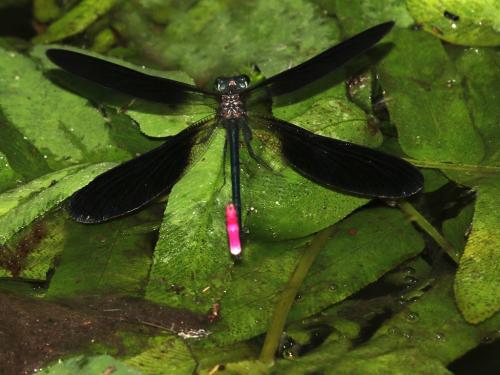 Calopteryx haemorrhoidalis