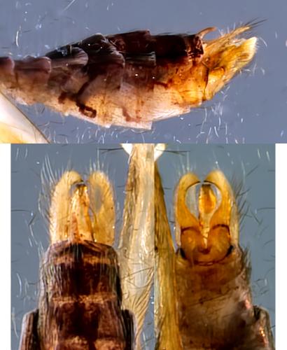 Lype phaeopa