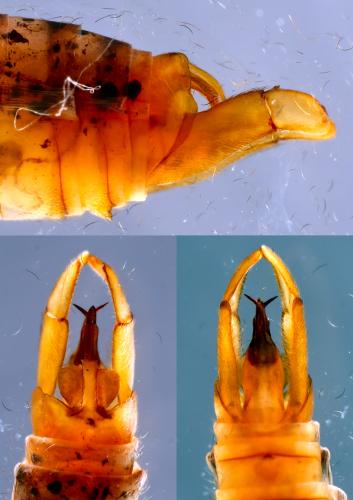 Rhyacophila dorsalis dorsalis