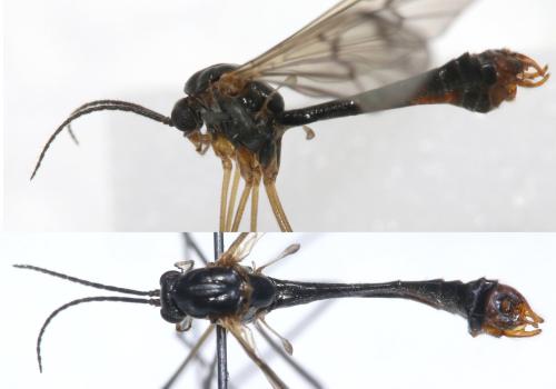 Réf. 308 060 : Ptychoptera albimana