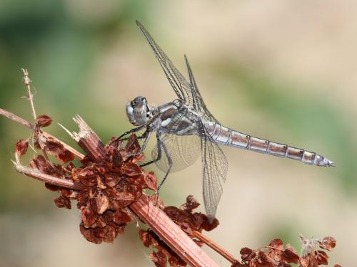 Orthetrum brunneum