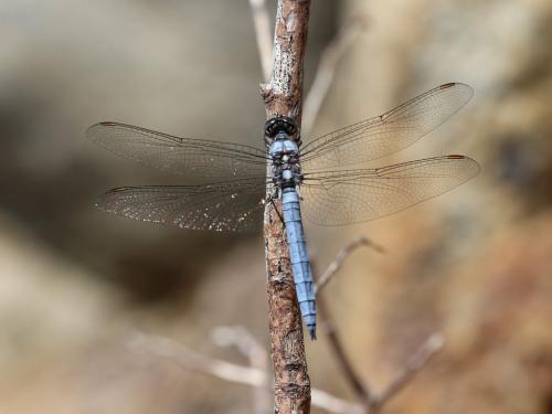 Réf. 308 484 : Orthetrum brunneum