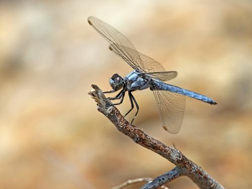 Réf. 308 483 : Orthetrum brunneum