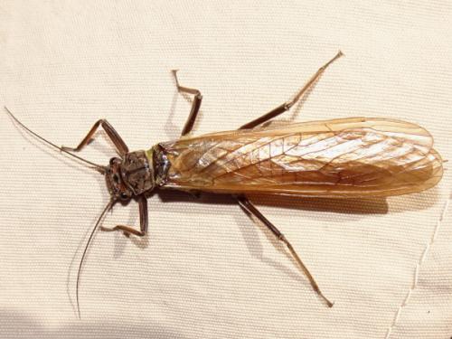Perla abdominalis