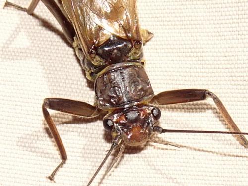 Perla abdominalis