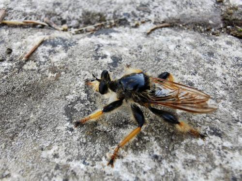 Pogonosoma maroccanum