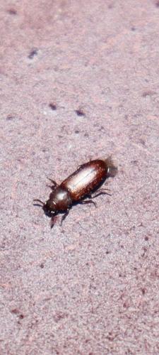 Réf. 308 100 : Tribolium sp.